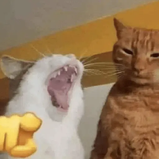Gatinhos memes