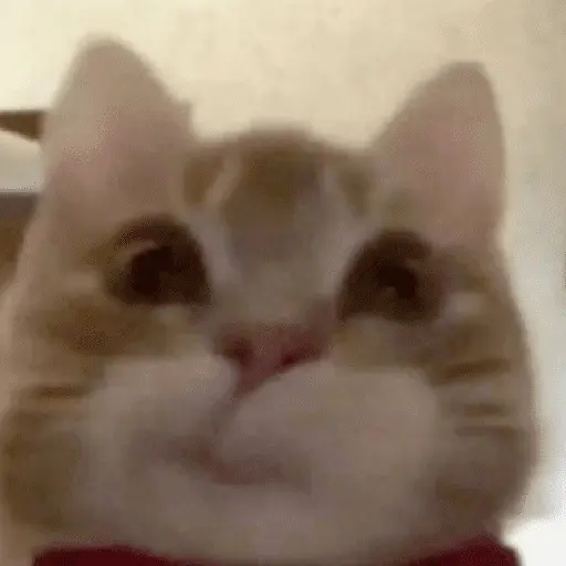 Gatinhos memes