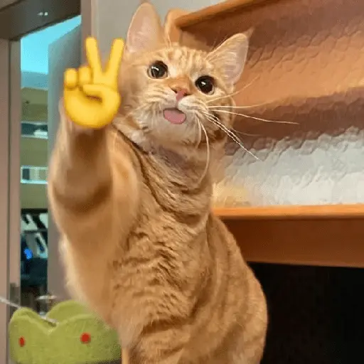 Gatinhos memes