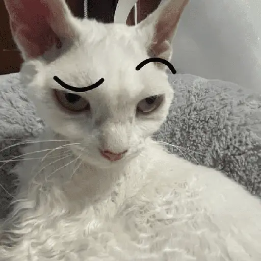 Gatinhos memes