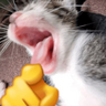tray-icon