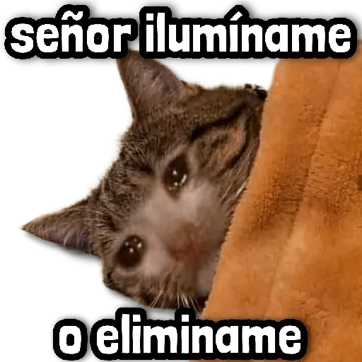 🤯 Stickers sin Filtro #➊