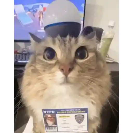 noo la policía noo🚔🚨