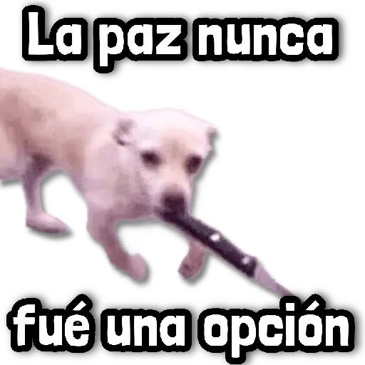 Reacciones ENOJADAS 💢😡