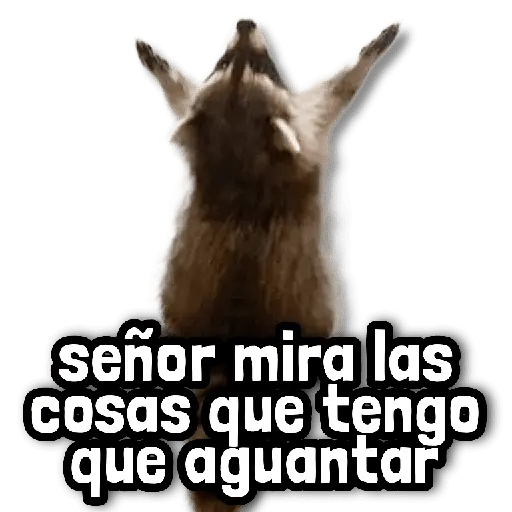 Reacciones ENOJADAS 💢😡