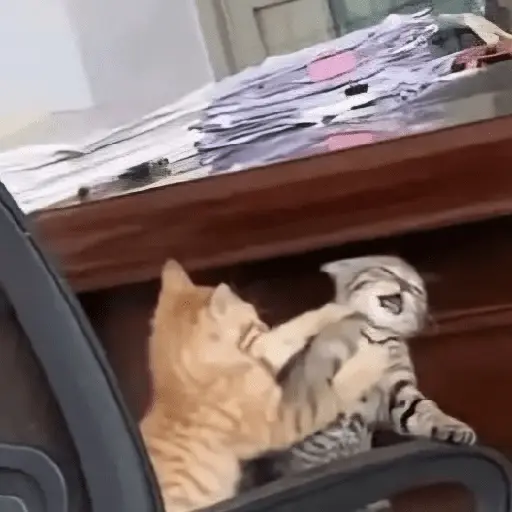 🐾 Gatitos Anti-Depresivos #2 🐾