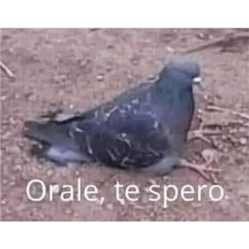 soy admin