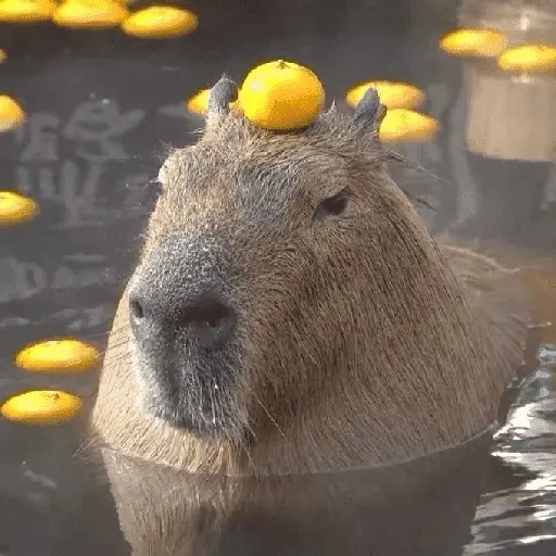 capibara 