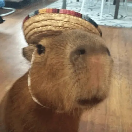 capibara 