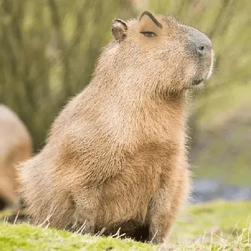 capibara 