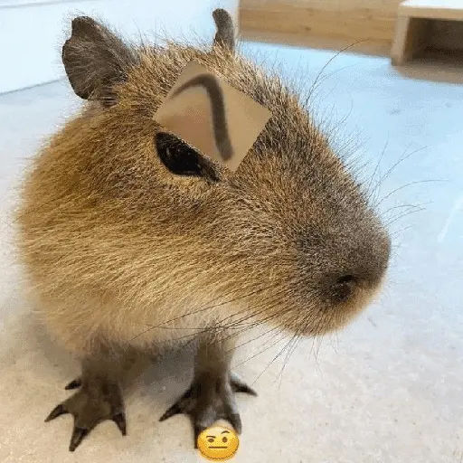 capibara 