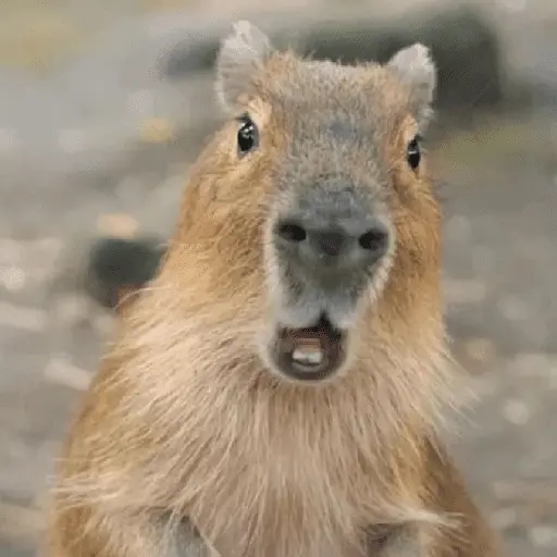 capibara 