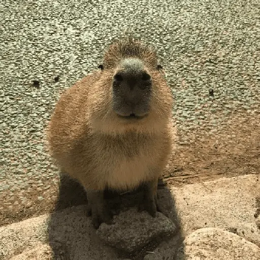 capibara 