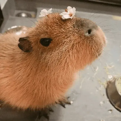 capibara 