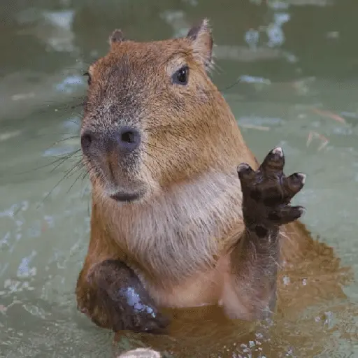 capibara 
