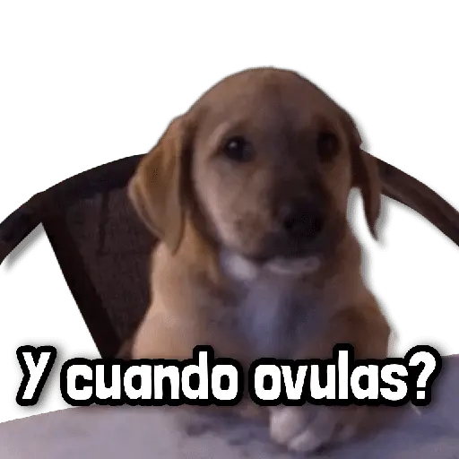 🍂 Stickers sin Filtro #➍ 🍂