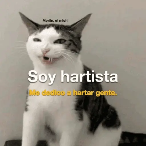 Gatos Good 😼🤟🏻