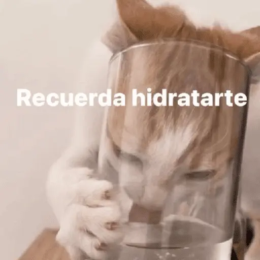 Gatos Good 😼🤟🏻