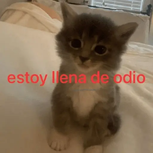 Gatos Good 😼🤟🏻