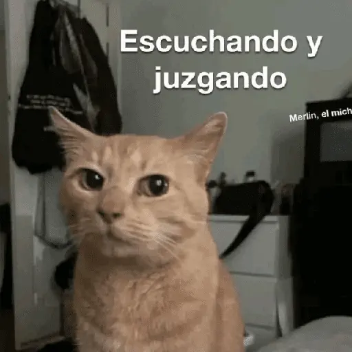 Gatos Good 😼🤟🏻