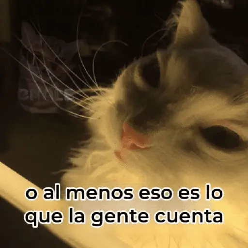 Gatos Good 😼🤟🏻