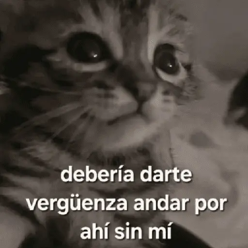 Gatos Good 😼🤟🏻