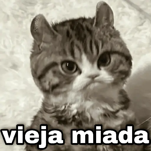 ✨ Memes mix 7 🔥