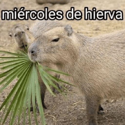 La Semana con Capibaras🦛🗓️✨ preview