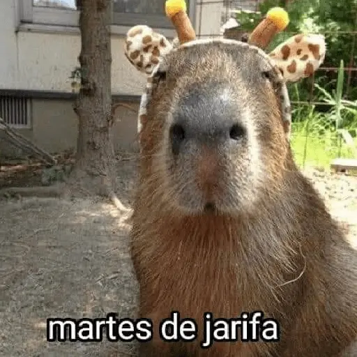 La Semana con Capibaras🦛🗓️✨