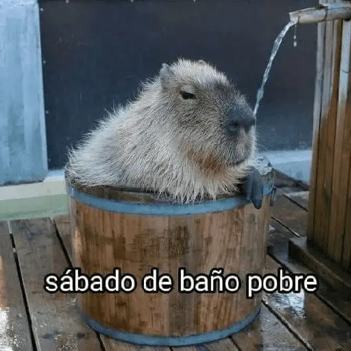 La Semana con Capibaras🦛🗓️✨