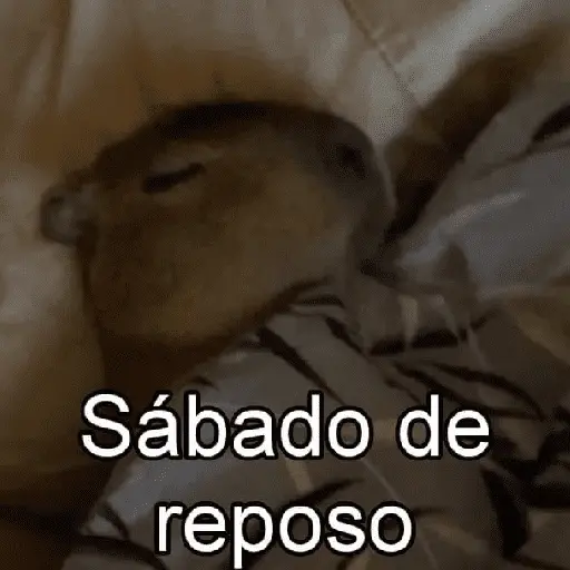 La Semana con Capibaras🦛🗓️✨