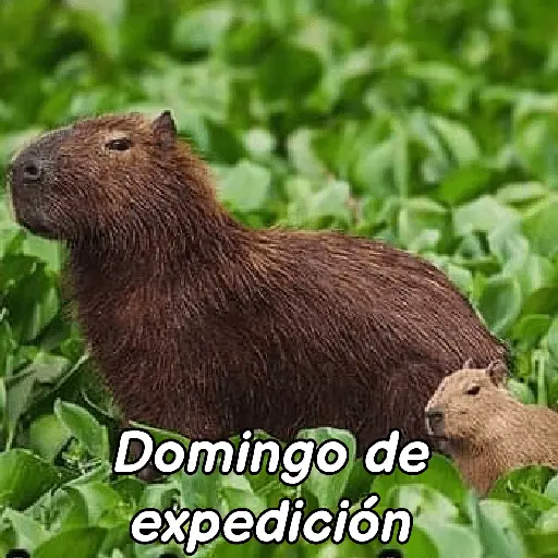 La Semana con Capibaras🦛🗓️✨