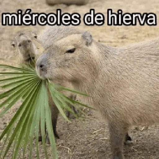 La Semana con Capibaras🦛🗓️✨