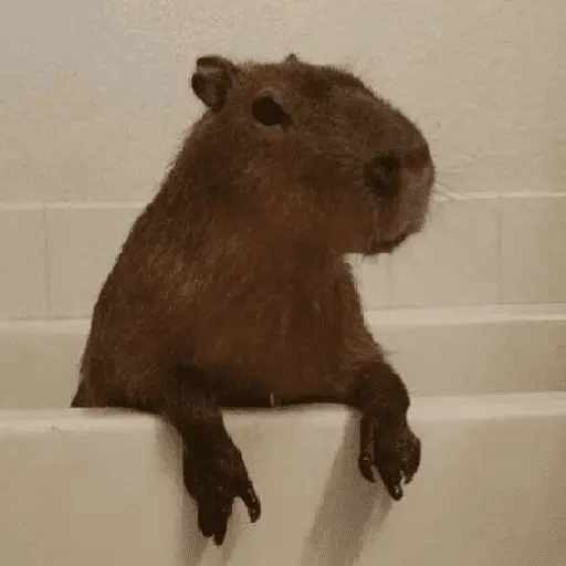 Capibara Random 🍉