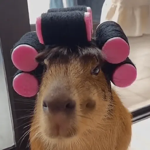 Capibara Random 🍉