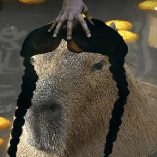 Capibara Random 🍉