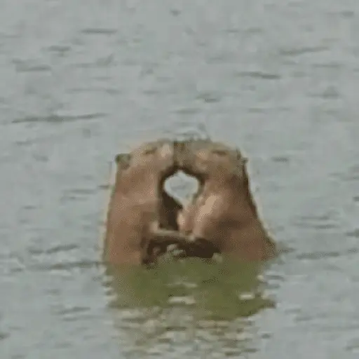 Capibara Random 🍉