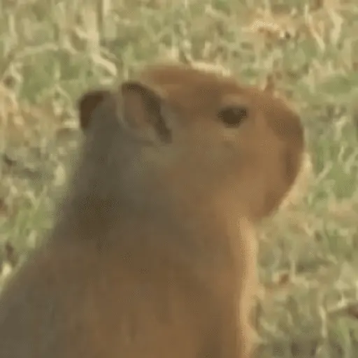 Capibara Random 🍉