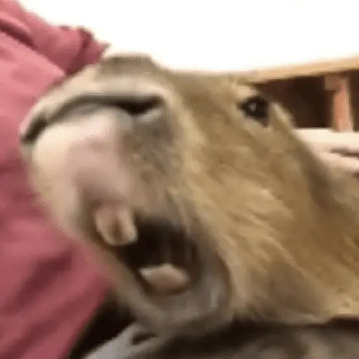 Capibara Random 🍉