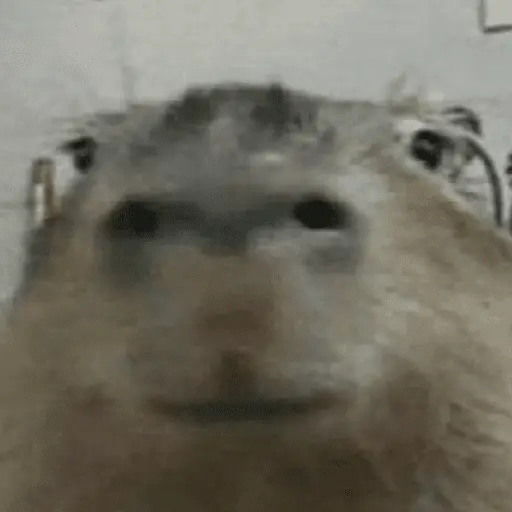 Capibara Random 🍉
