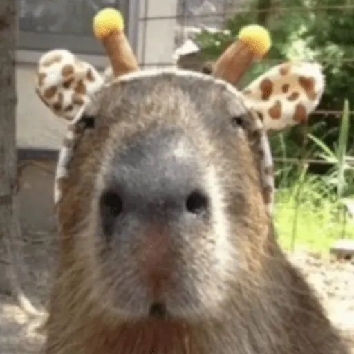 Capibara Random 🍉