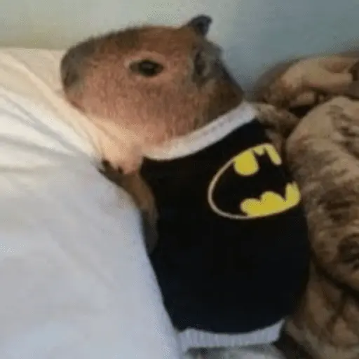 Capibara Random 🍉