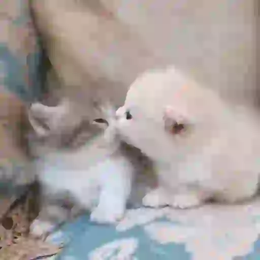 Gatos lindos 🐱💕✨