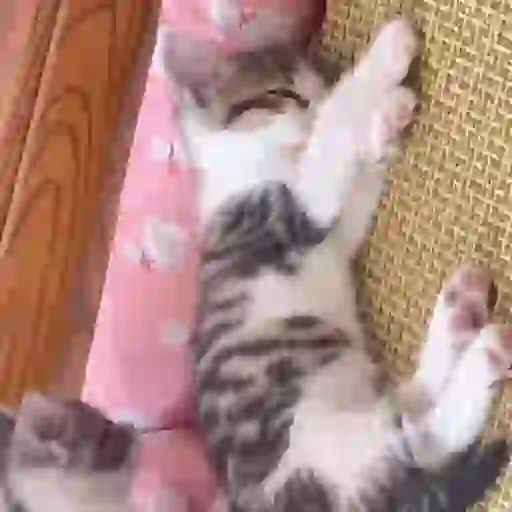 Gatos lindos 🐱💕✨