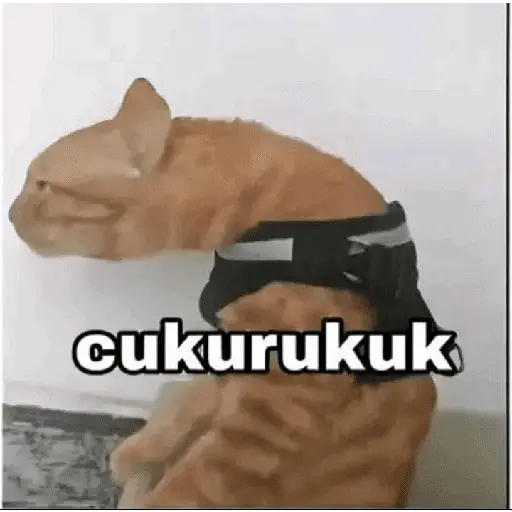 meme kucing 