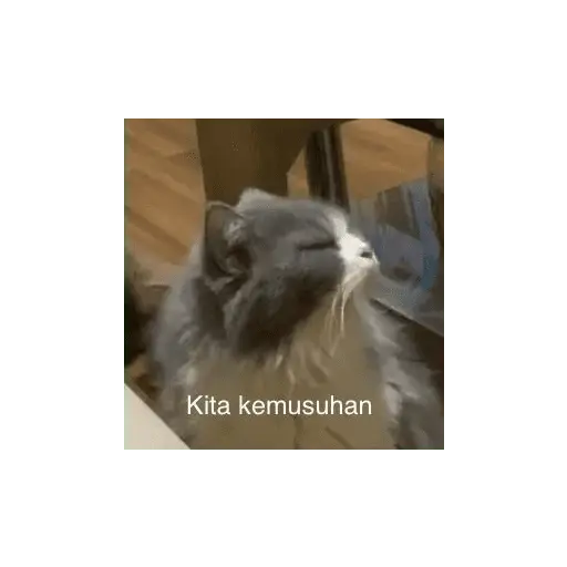 meme kucing 