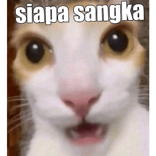 meme kucing  preview