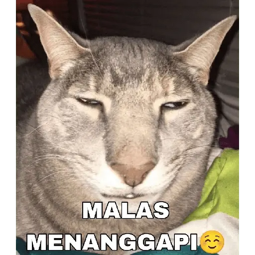 meme kucing 