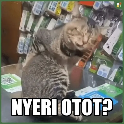 meme kucing 