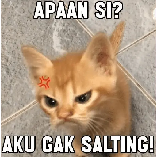 meme kucing 